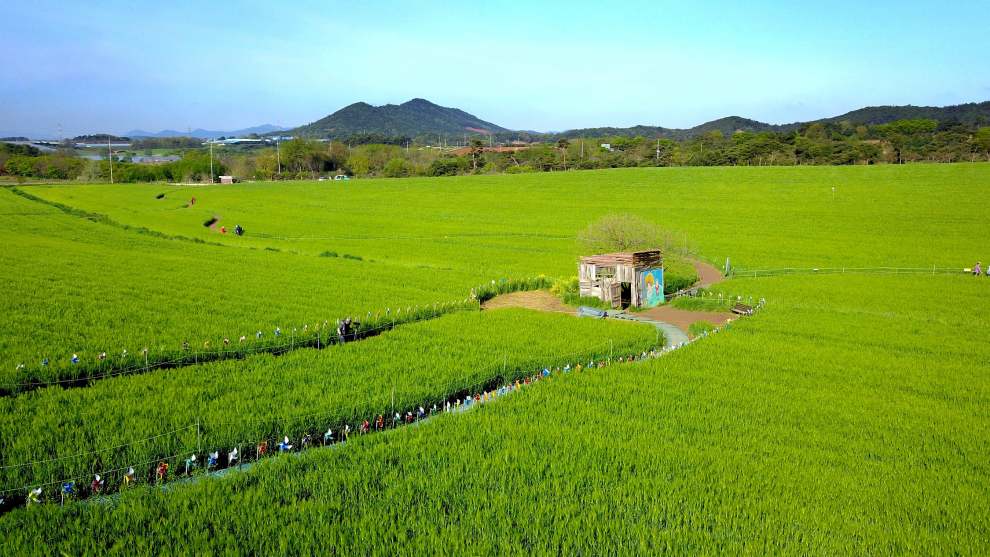 고창청보리밭축제