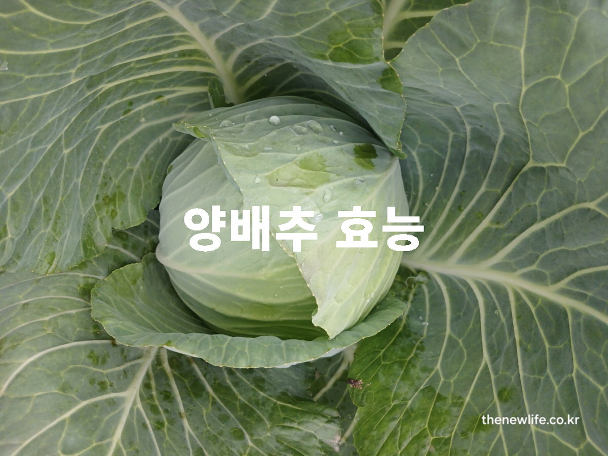 양배추 효능 대표 실사진