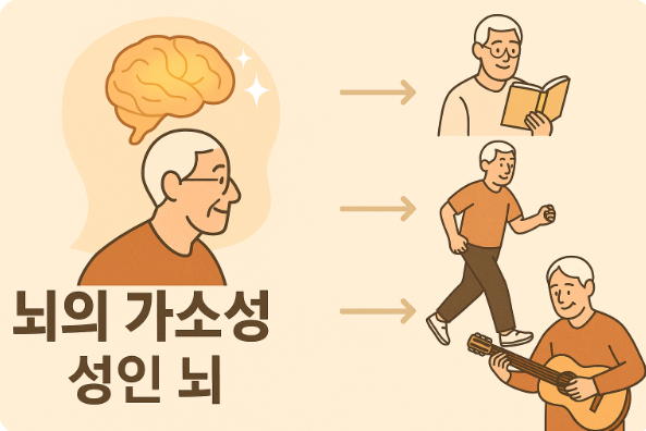 성인 뇌도 변화할 수 있는 뇌의 가소성을 상징하는 이미지