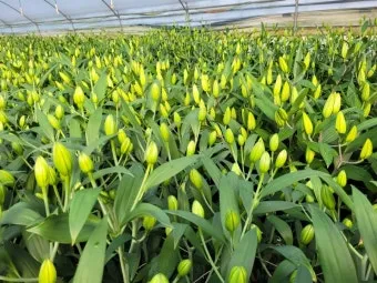 백합 재배 비늘줄기 분주 일조량 관리 절화 수확_7