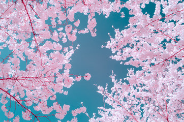 2025 한국 벚꽃 개화시기 