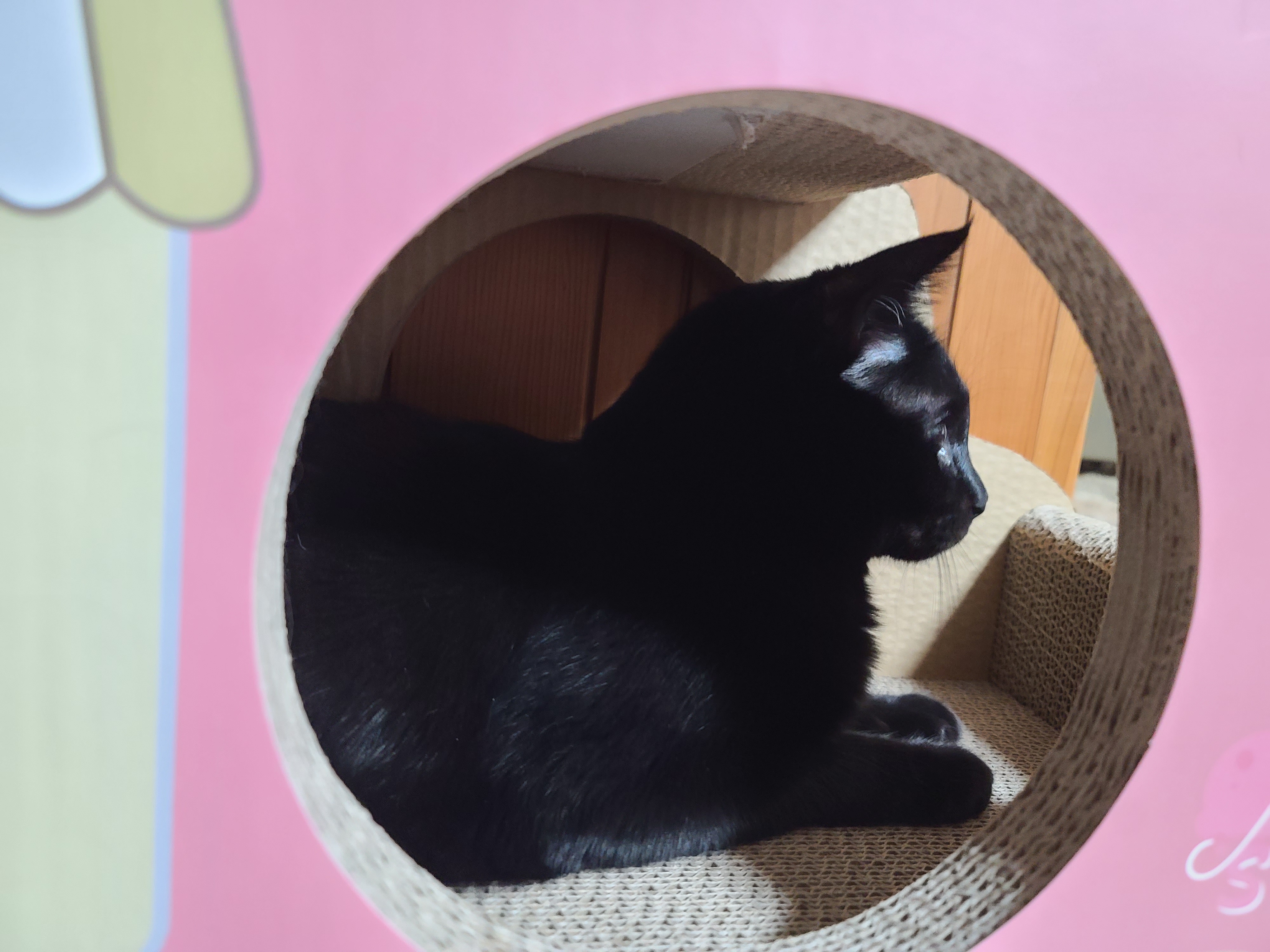 고양이들 스크래쳐를 교체했다.(자동차스크래쳐,침대형스크래쳐)