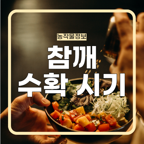 참깨 수확 시기