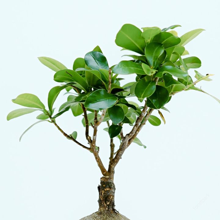 식물 공기 정화 효과