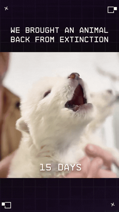 콜로셜은 유전자 편집 기술을 통해 탄생시킨 다이어울프의 성장과정을 엑스를 통해 올렸다.