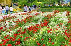 5월 강추 꽃 축제