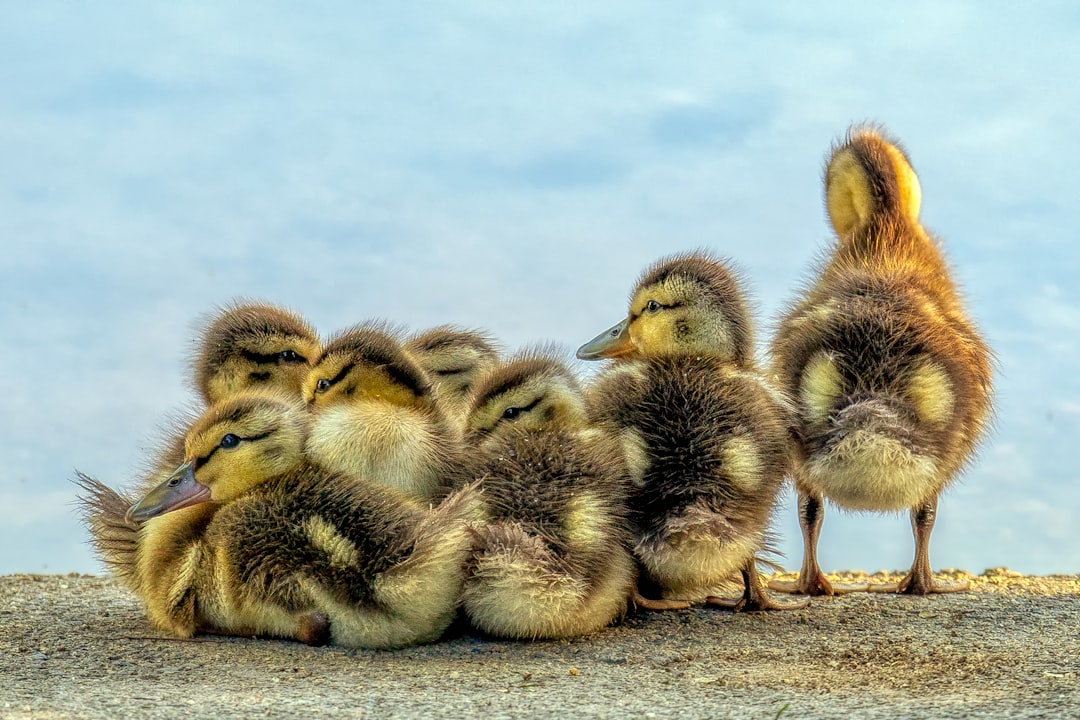Chick