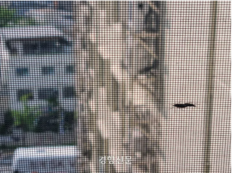 러브버그 출몰시기 및 퇴치방법