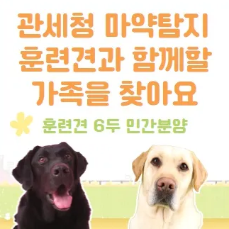 관세청 탐지 훈련견 입양 민간 분양 대형견 리트리버