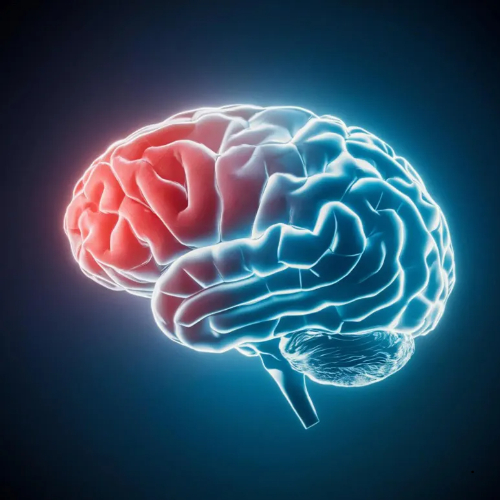 포스파티딜 세린 효능