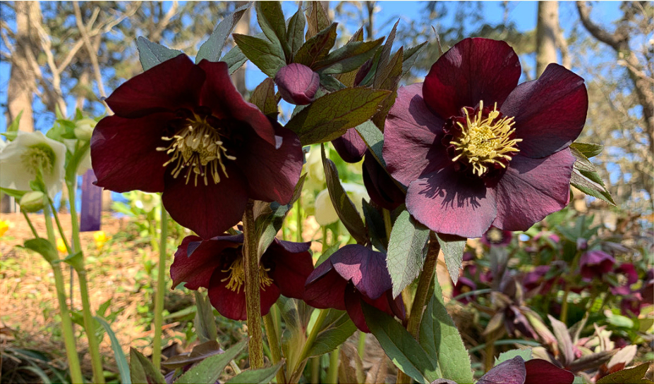 천리포 수목원 목련축제