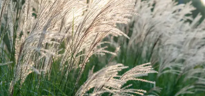 계절마다 다른 매력제주 들꽃과 억새 명소 탐방기