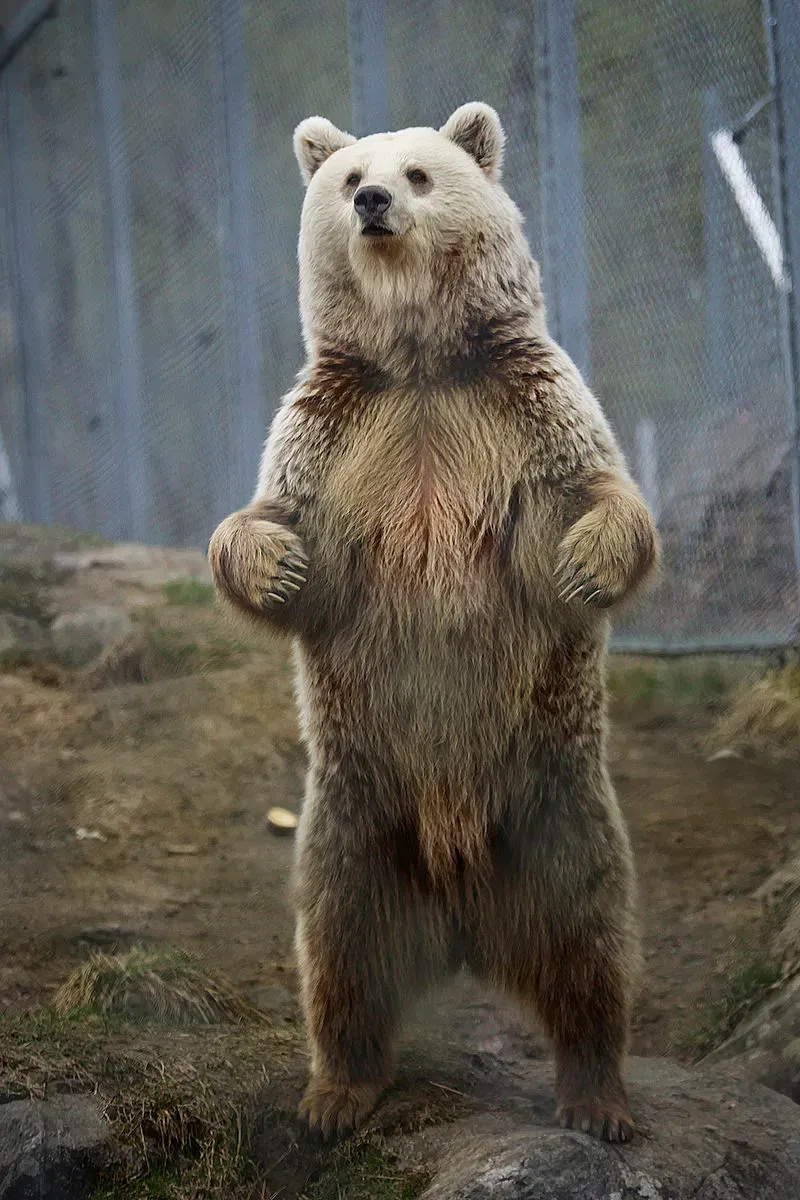 곰 꿈