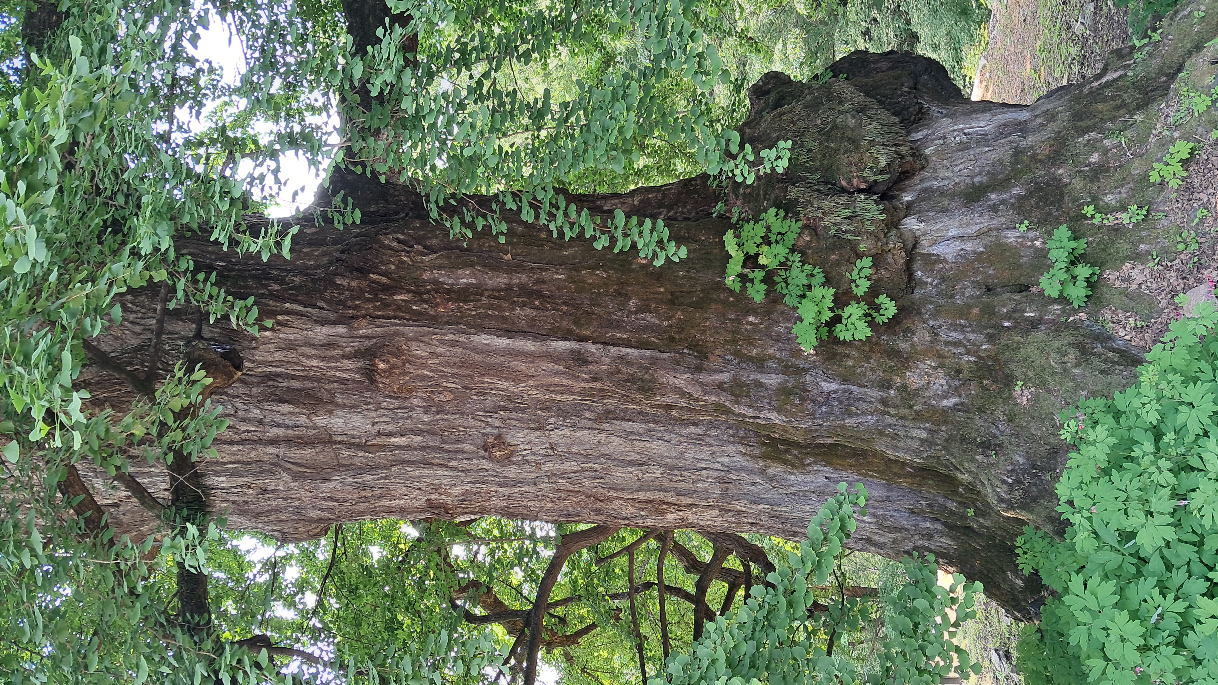 용문사 은행나무