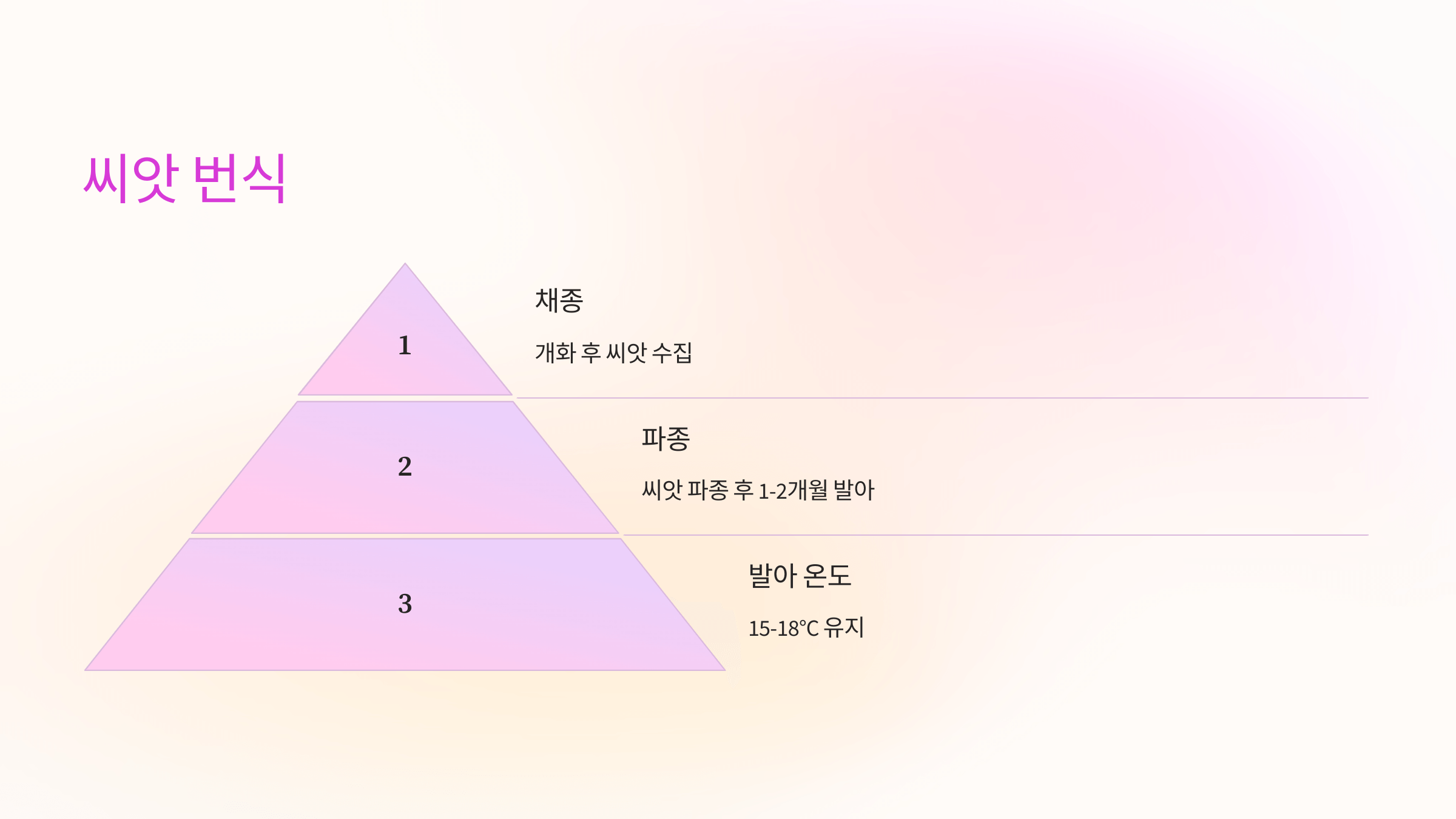 시클라멘 사진입니다.