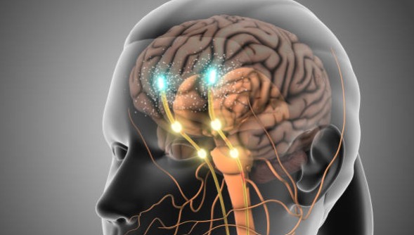 도파민의 뇌과학적 기능 (신경전달물질 분석)