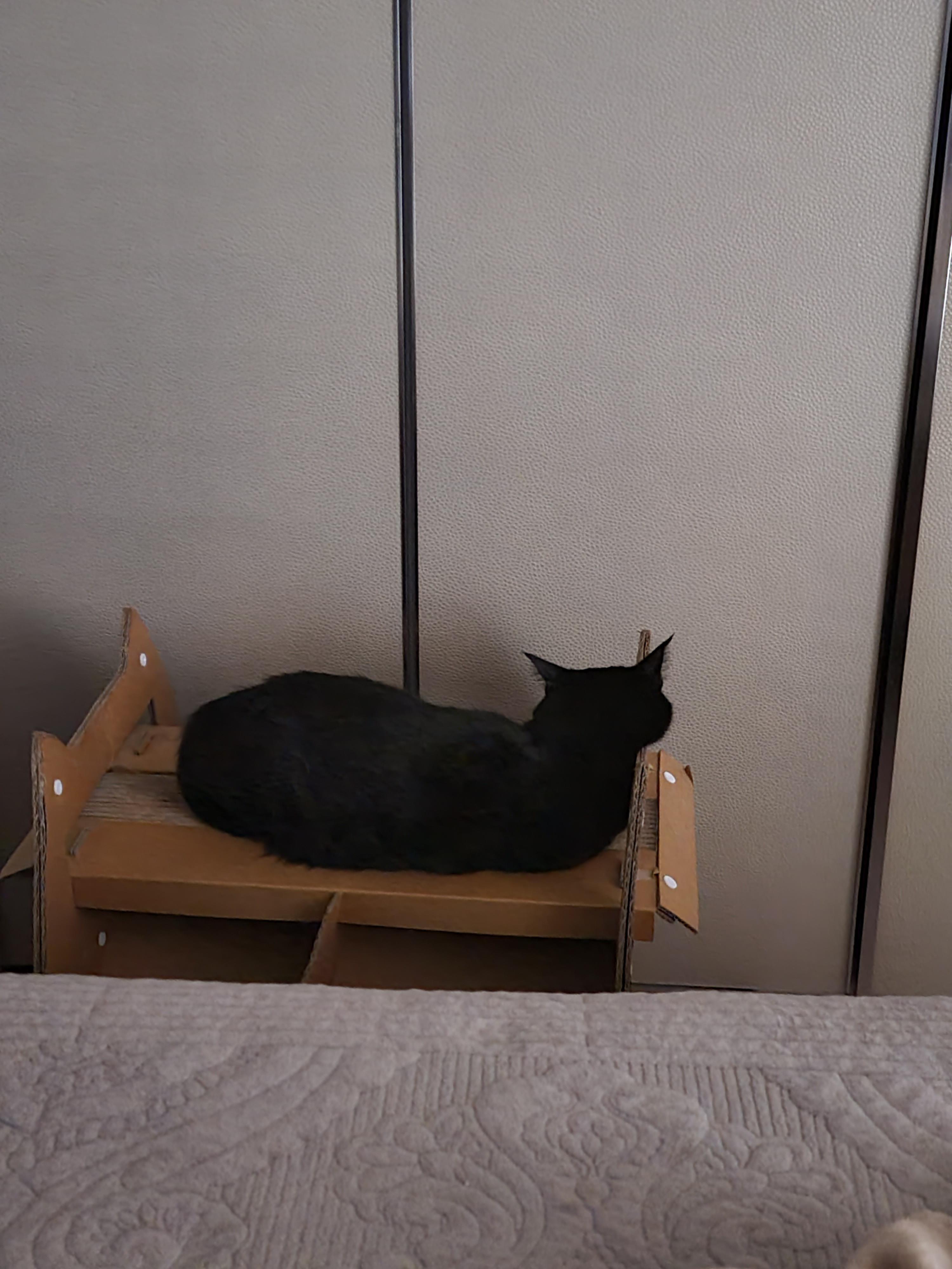 턱괴고 자는 편. 볼살 삐져나온 고양이. 스크래쳐 활용 잘 하는 고양이 건이.