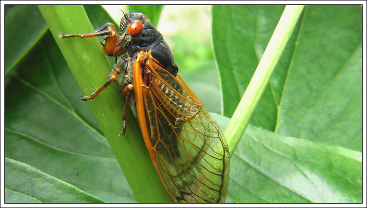 매미가 나오는 꿈 해몽들