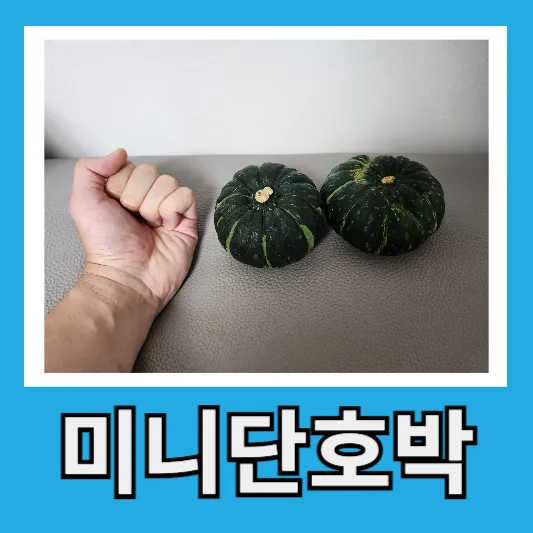 미니단호박 손질법 전자레인지 몇분? 단호박 칼로리 단호박 껍질 효능