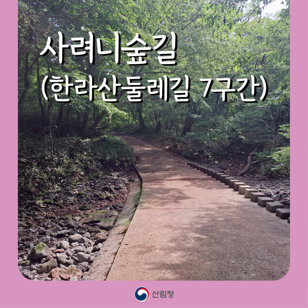 [명품숲길 50선] 제주시 사려니숲길(한라산둘레길 7구간), 신성한 생명의 숲에서 에코힐링을 만나다