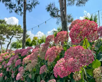 공주 수국축제 유구색동 수국 정원 꽃축제_12