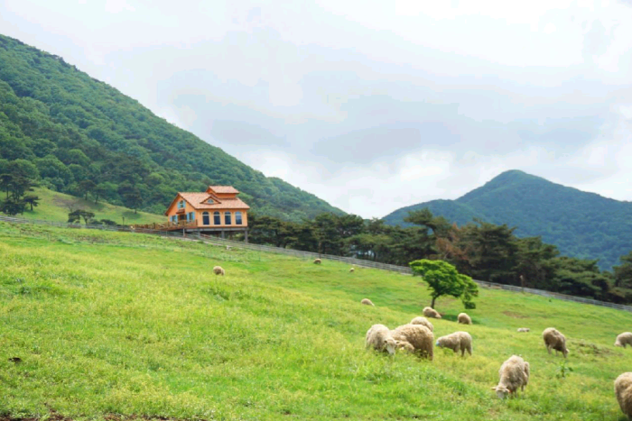 초원위에 양떼들이 풀을 뜯고 있다.