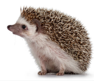 초보자도 키우기 쉬운 애완동물 10가지