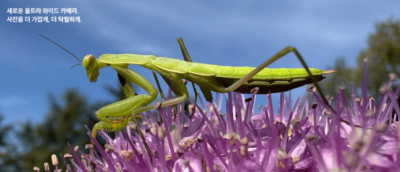 아이폰16 플러스 카메라 기능 중 접사 기능 사진
