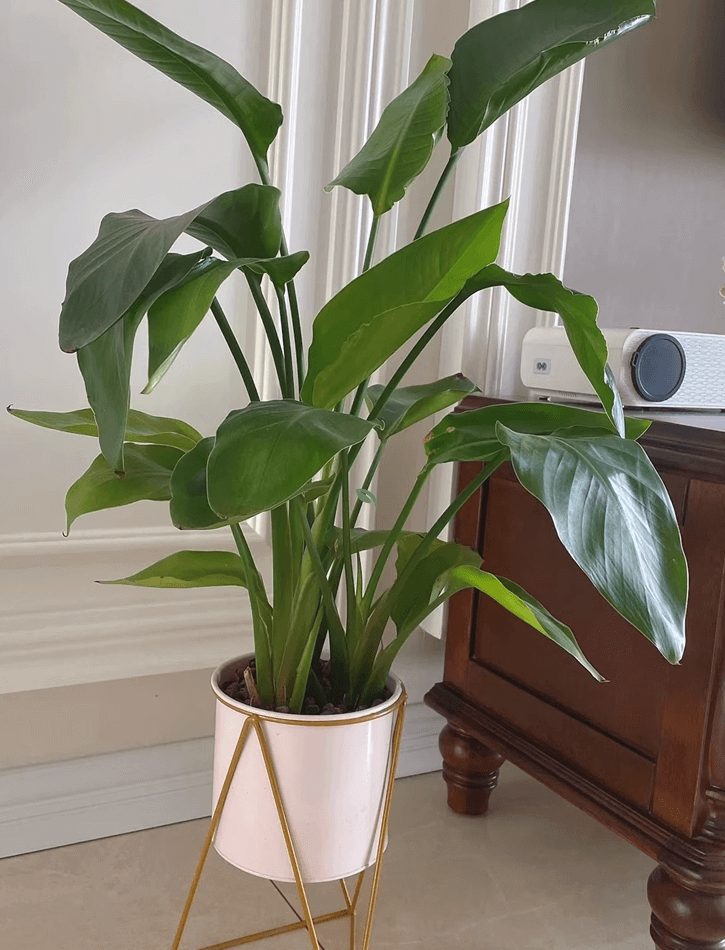 극락조 여인초 키우기 꽃말 물주기