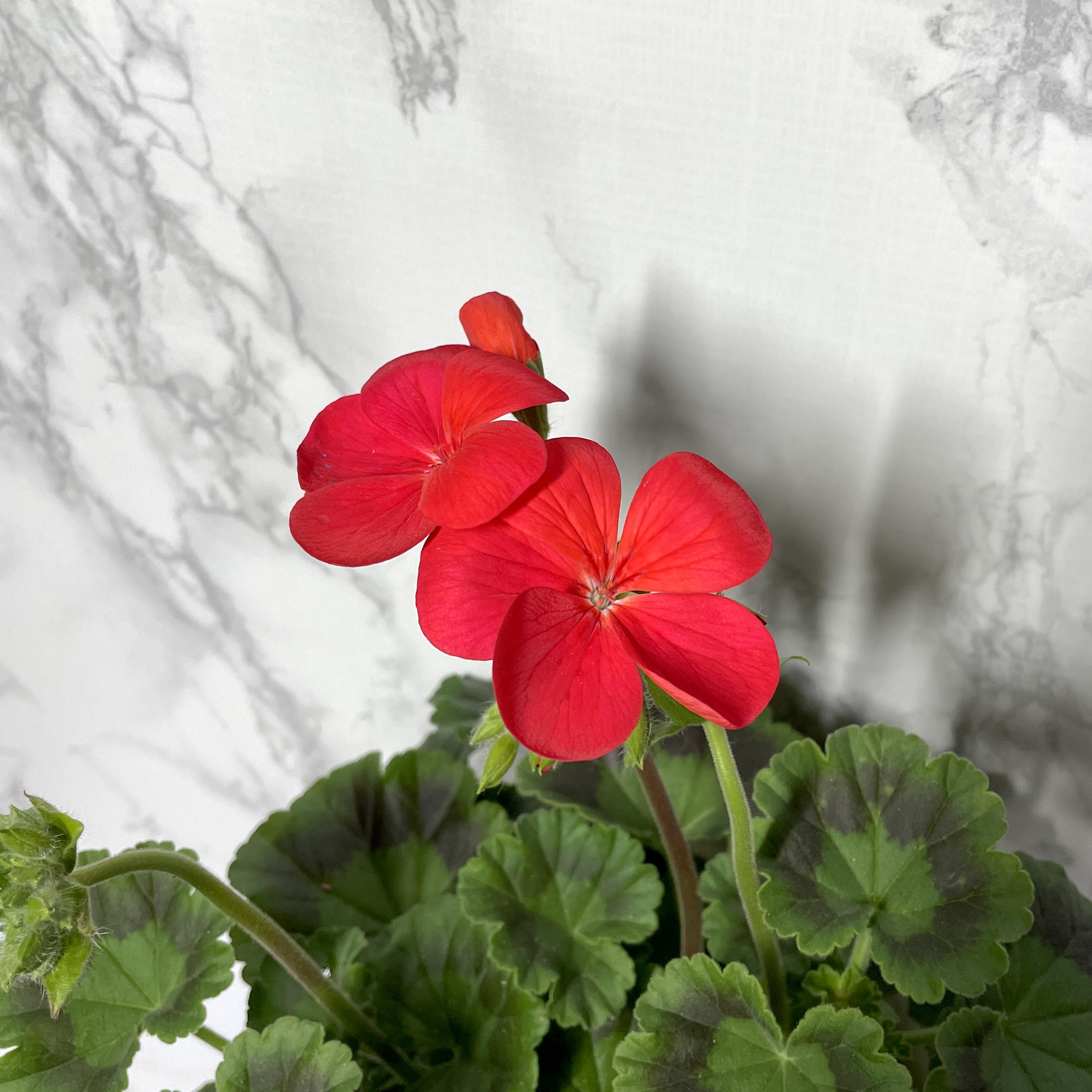 제라늄 키우기 종류 화분 꽃