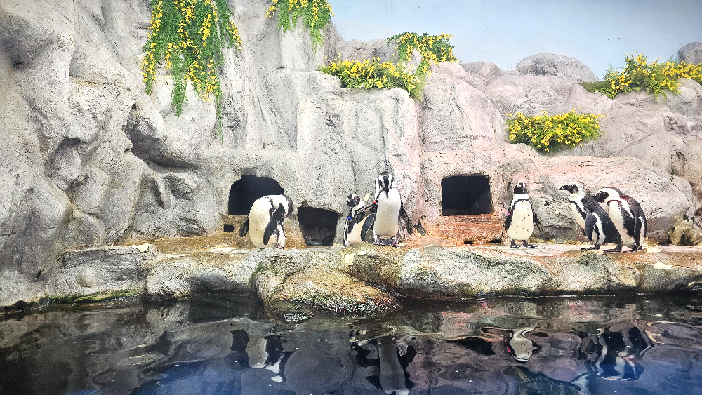 아쿠아플라넷 여수 펭귄