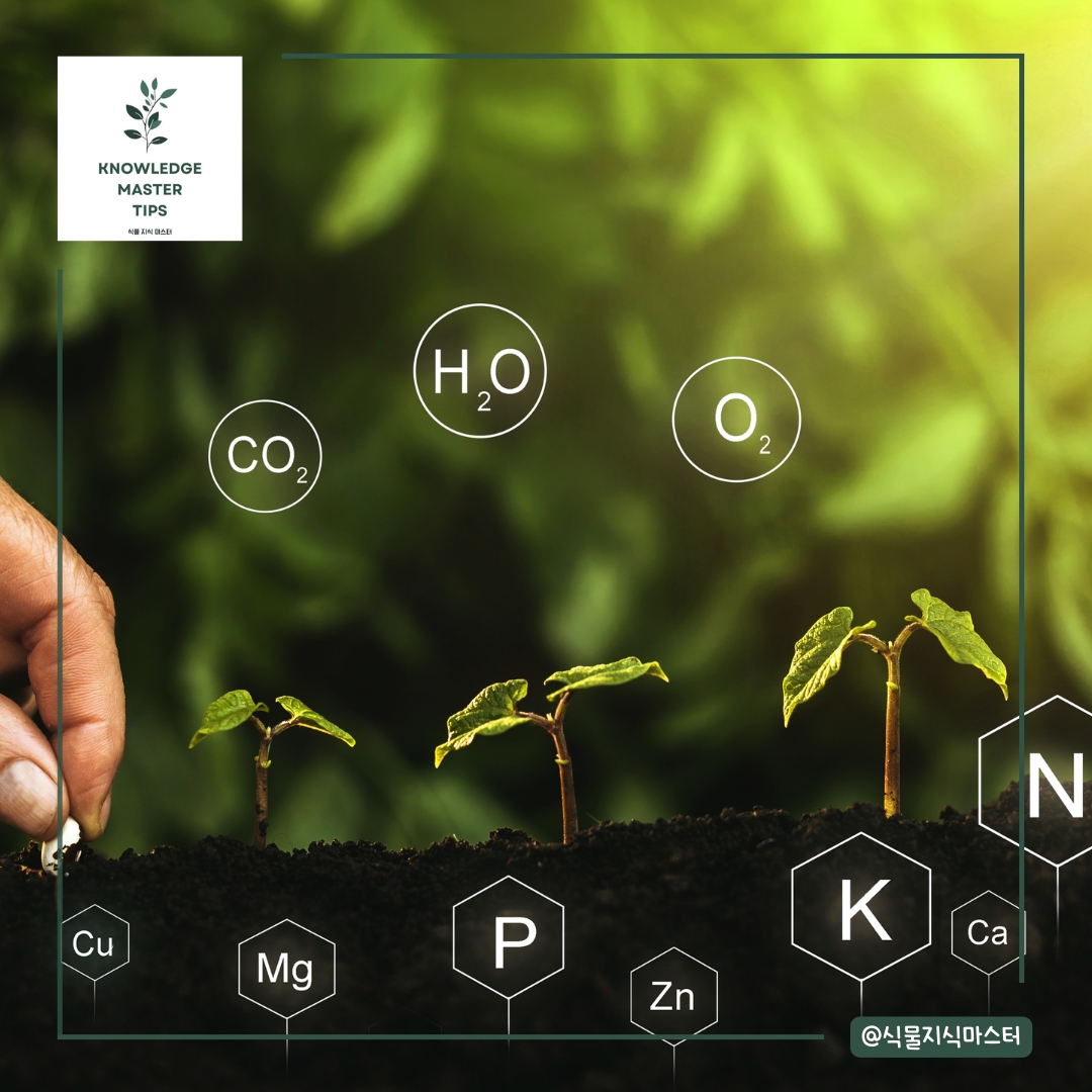 식물 영양소의 비밀: N-P-K가 뭐길래?
