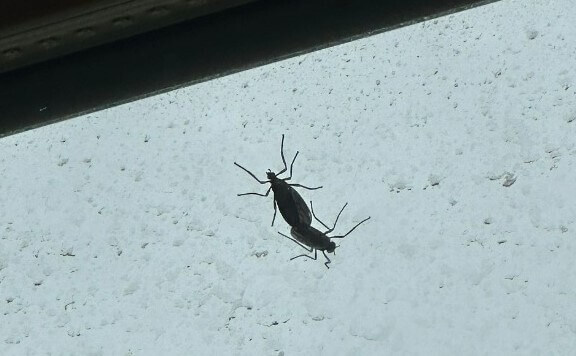 러브버그 퇴치 및 예방법