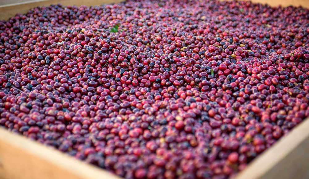 파나마게이샤커피