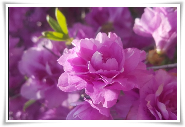 &quot;영산홍&quot; 봄날을 물들이는 활짝 핀 주홍빛 유혹의 매혹적인 꽃!