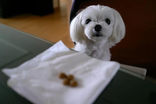 반려동물 강아지