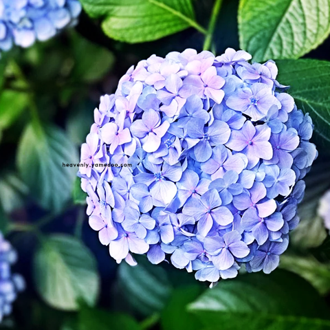 6월 인사말 이미지