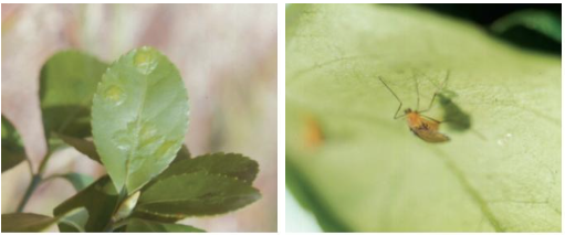 출처(산림청) - 사철나무혹파리