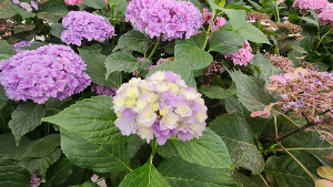 용인 자작나무숲 수국축제