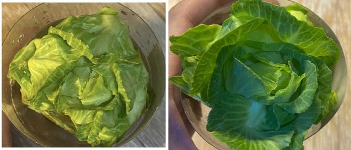 양배추-성장일지