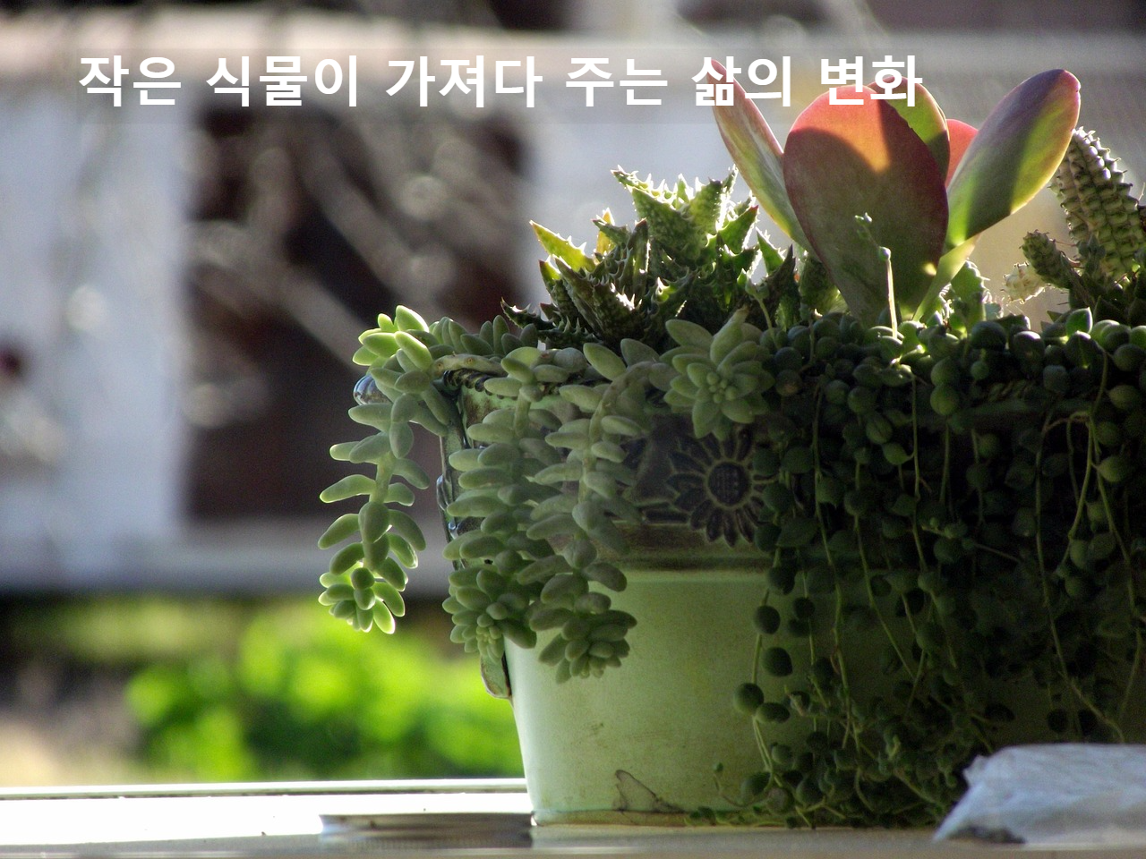다육식물 사진