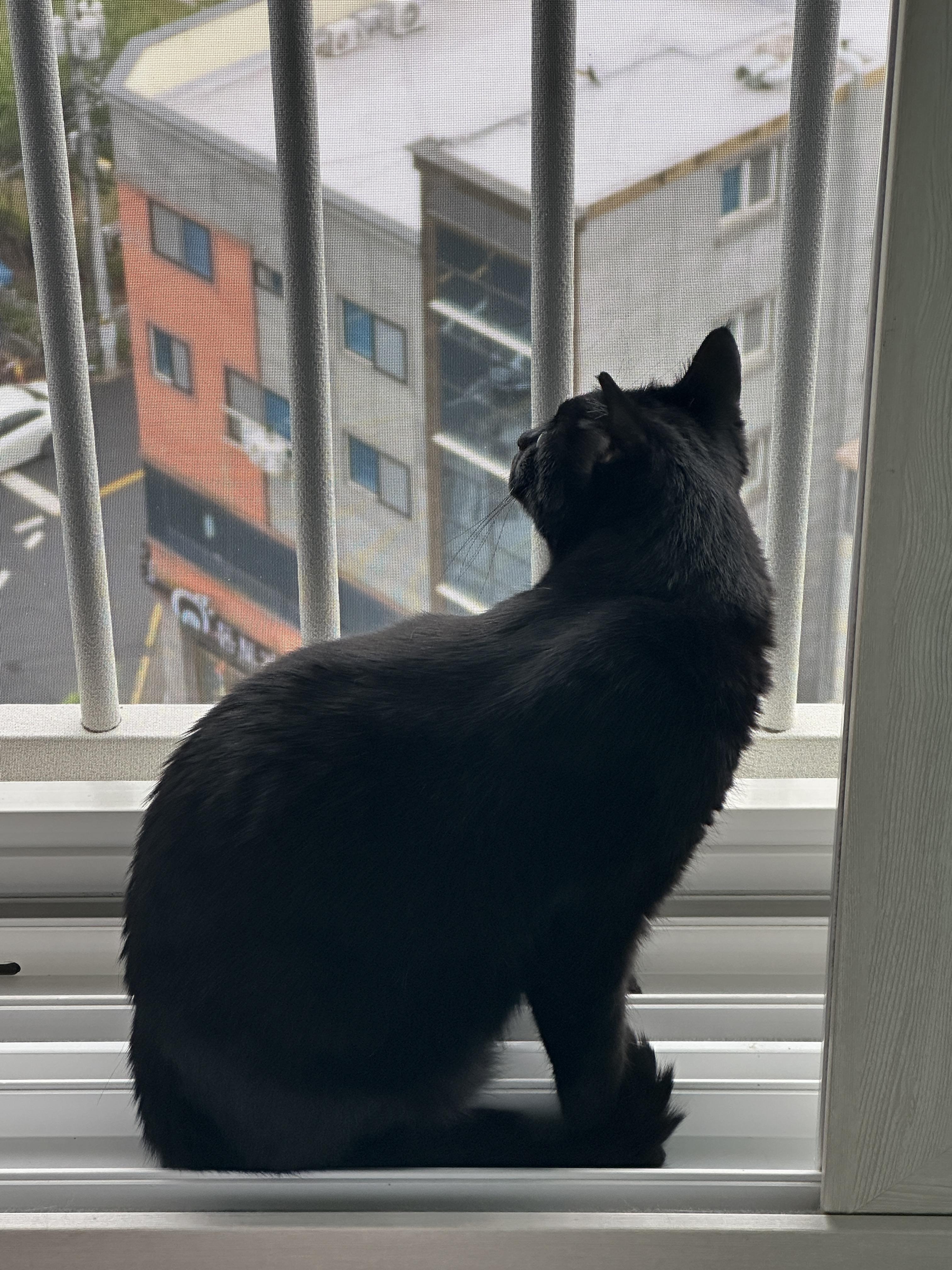 센티한 건이 모음.. (feat. 문화생활 즐기는 고양이 건이)