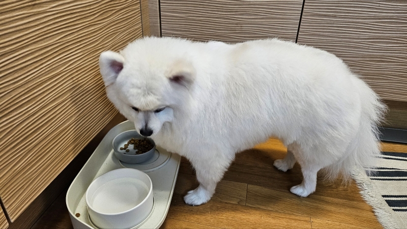 폼피츠 미용27