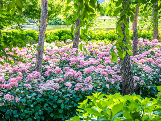2025 공주 유구색동수국정원 꽃축제 가이드 사진
