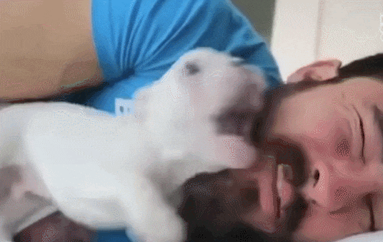 20분만에 힐링되는 강아지 귀요미들 VIDEO: 20 Minutes of Adorable Puppies