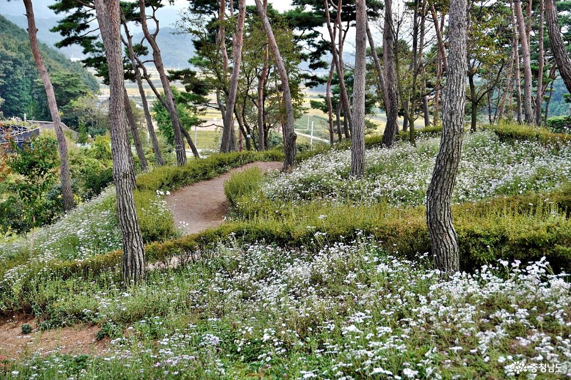 홍성솔바람테마파크