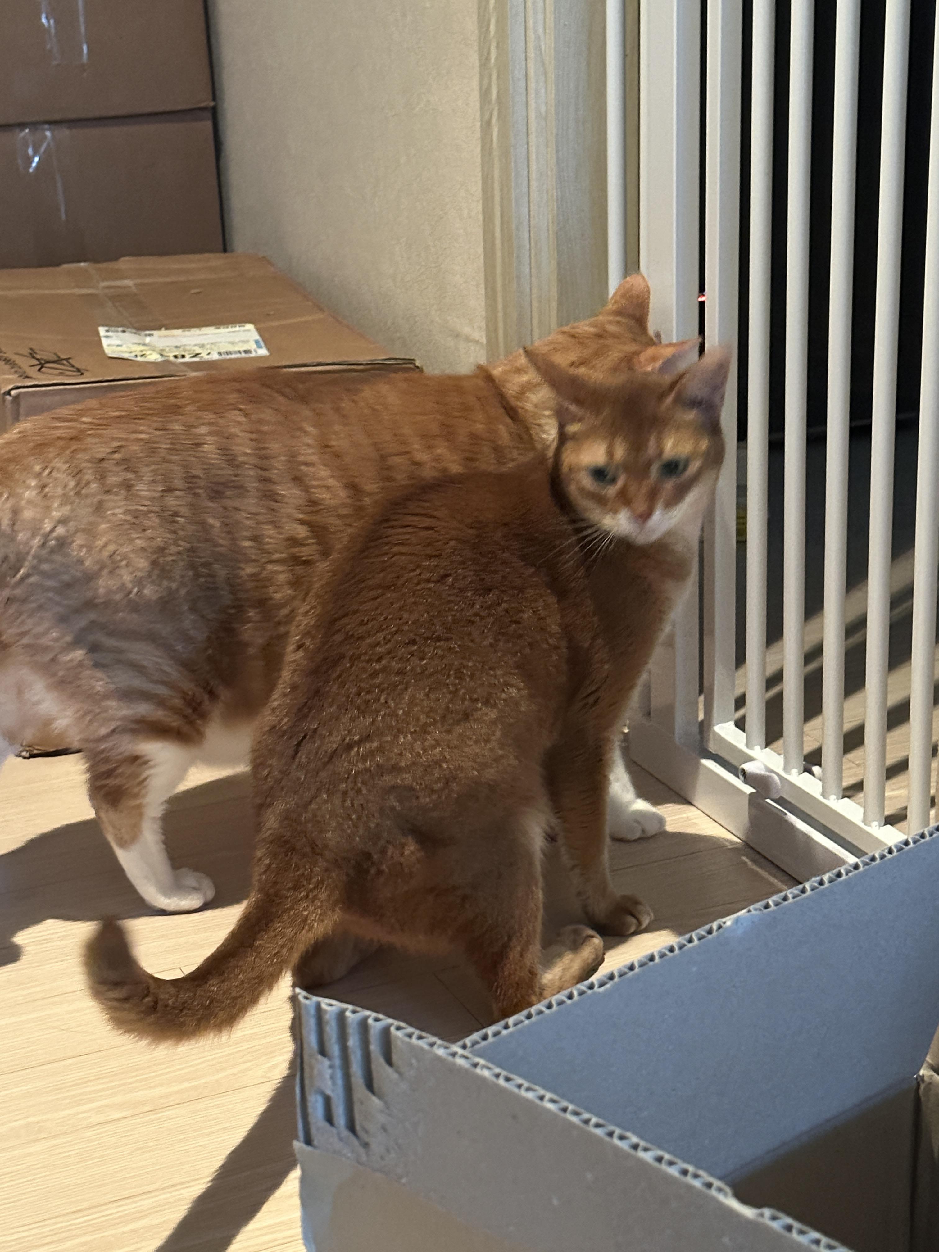 치즈고양이_호야와_아비시니안_루나