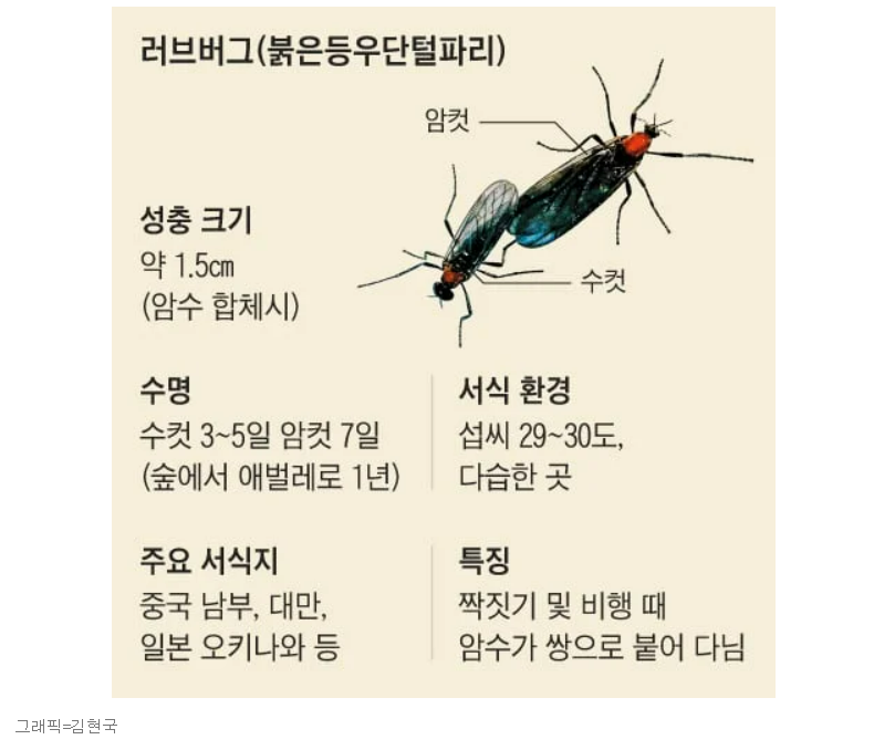 러브버그 출몰시기 및 퇴치방법