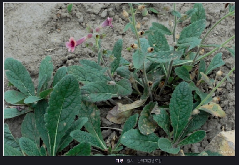 지황 효능과 부작용 정리 ❘ 지황 복용법 및 하루 권장량 안내