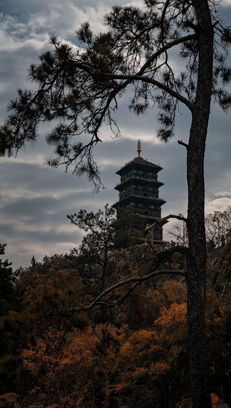 울창한 가을 숲 너머로 우뚝 솟은 고대 탑이 보이며, 흐린 하늘 아래로 소나무 가지들이 실루엣처럼 드리워져 난징의 고즈넉한 분위기를 전하는 장면